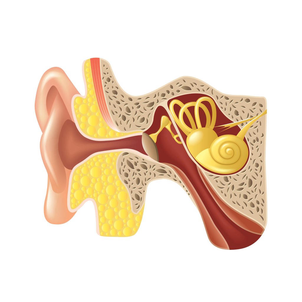 Krystallsyke kommer fra det indre øret og balanseorganet. Bildet er en illustrasjon av det ytre og det indre øret hvor balanseorganet ligger