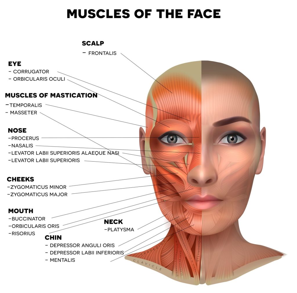 bilde av ansiktsmuskulatur. botx masseter behandling består i å injisere masseter muskelen som er en av musklene på denne illustrasjonen