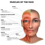 bilde av ansiktsmuskulatur. botx masseter behandling består i å injisere masseter muskelen som er en av musklene på denne illustrasjonen